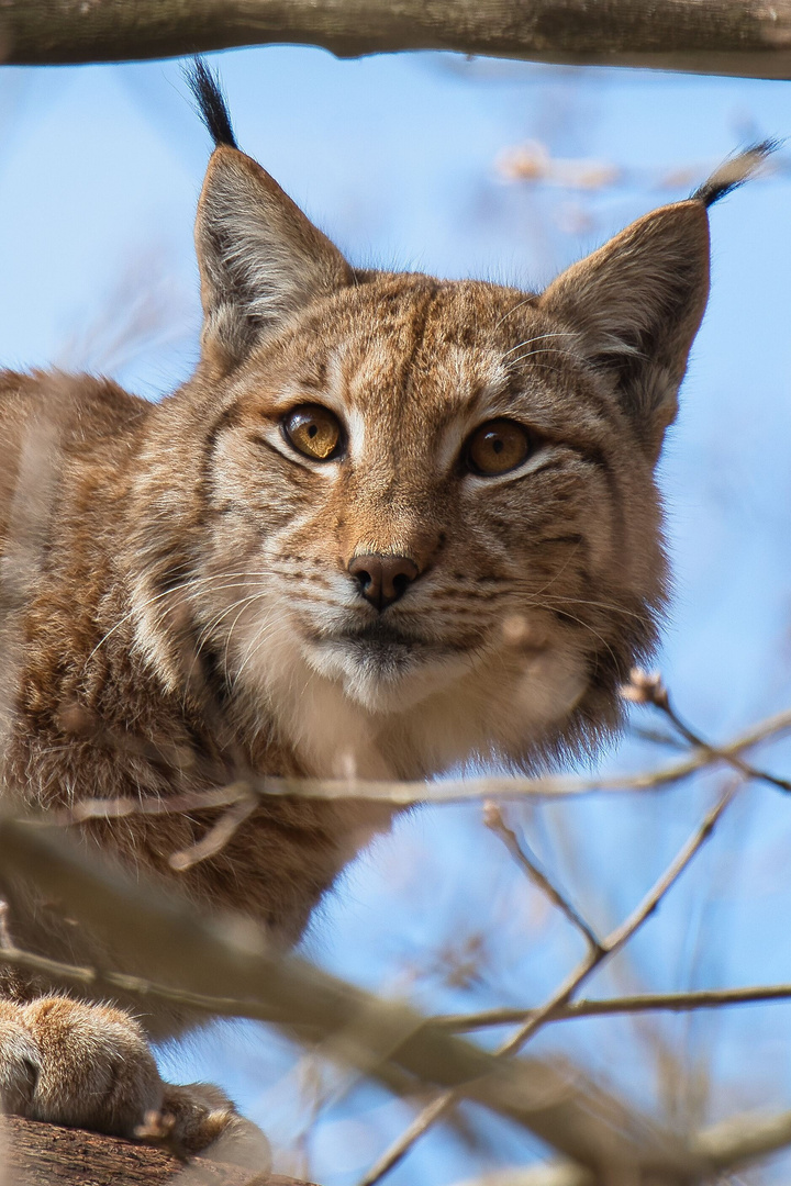 Luchs