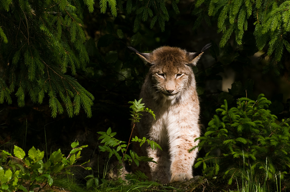 Luchs