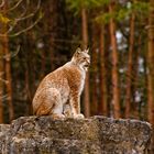 Luchs