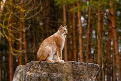 Luchs