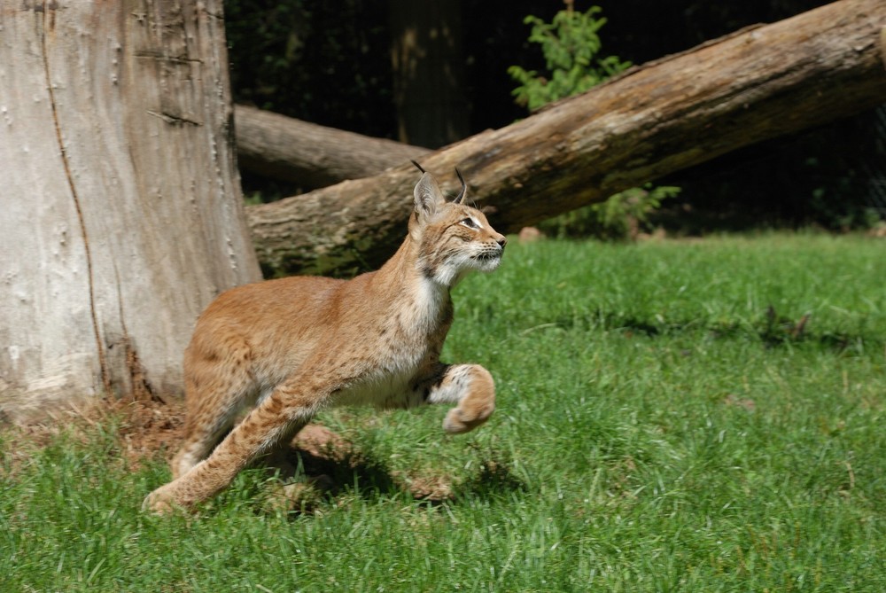 Luchs