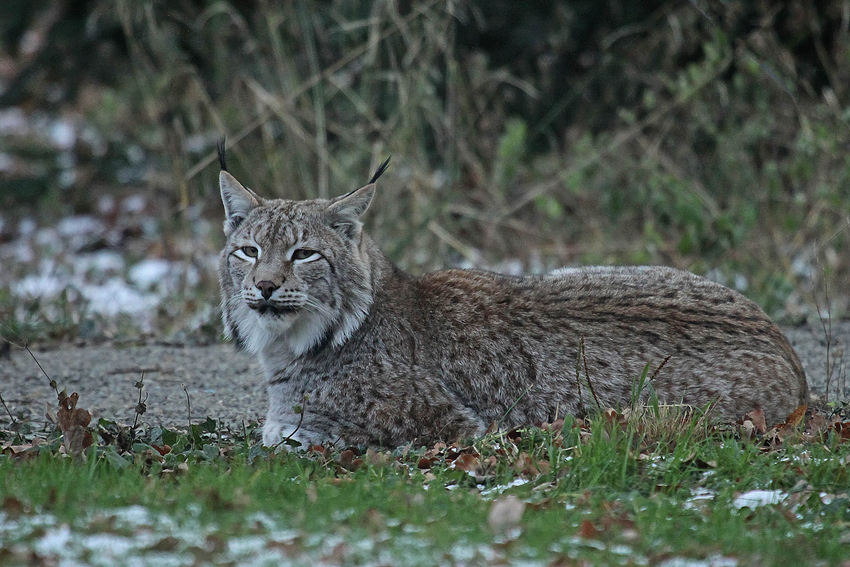 Luchs