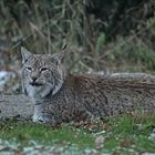 Luchs