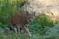 Luchs