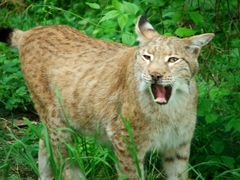 Luchs