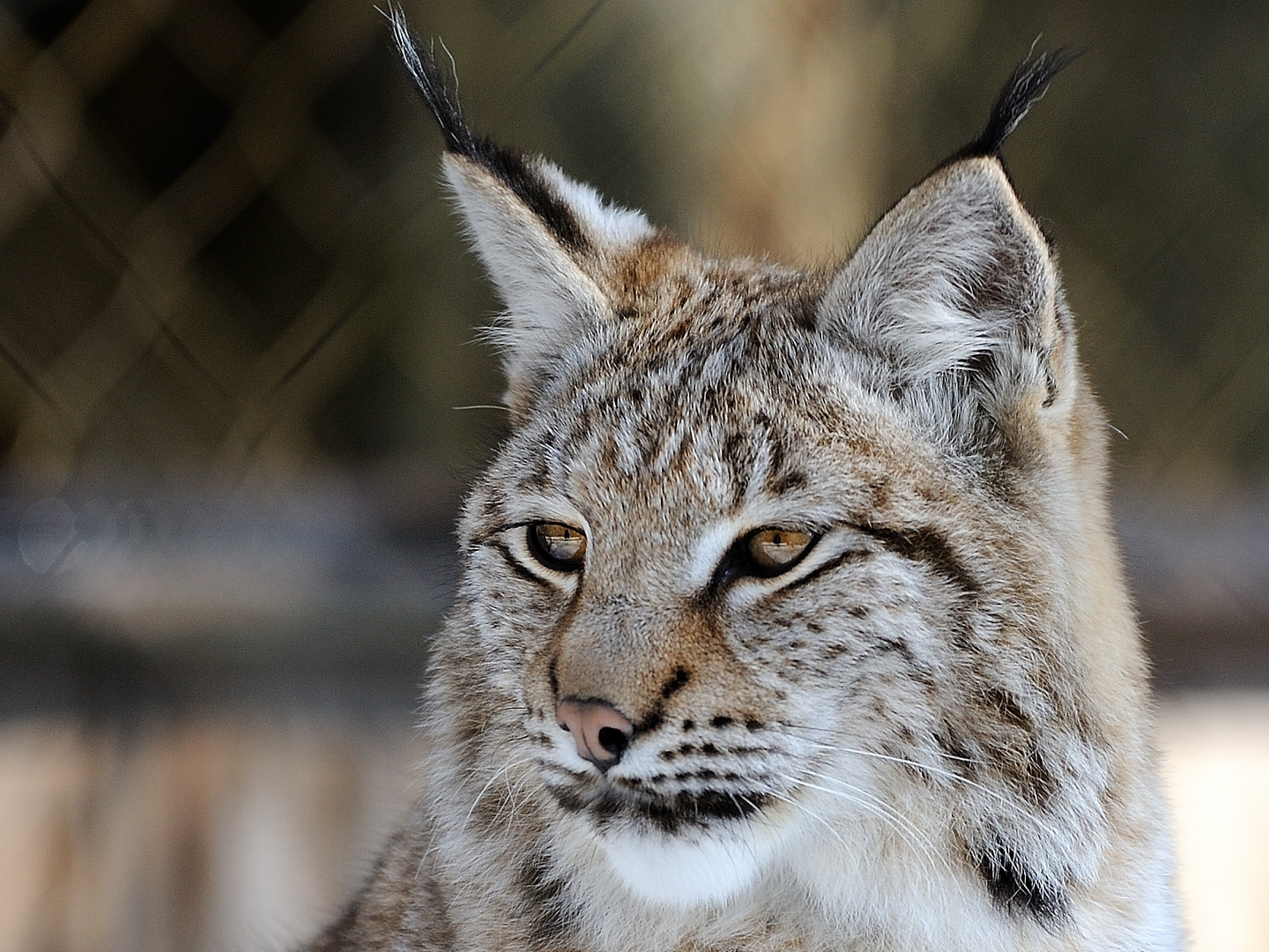 Luchs