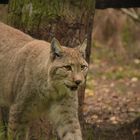 Luchs