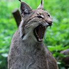 Luchs