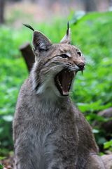 Luchs