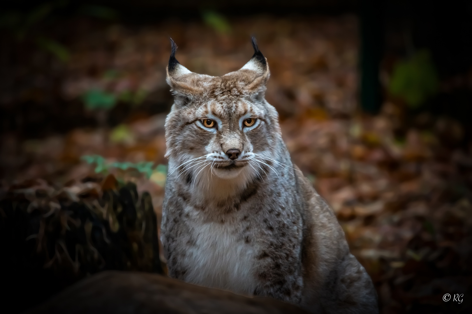 Luchs