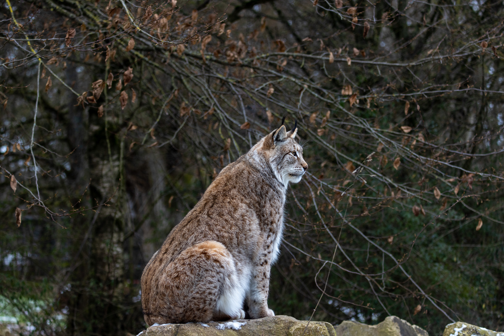 Luchs