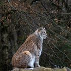 Luchs