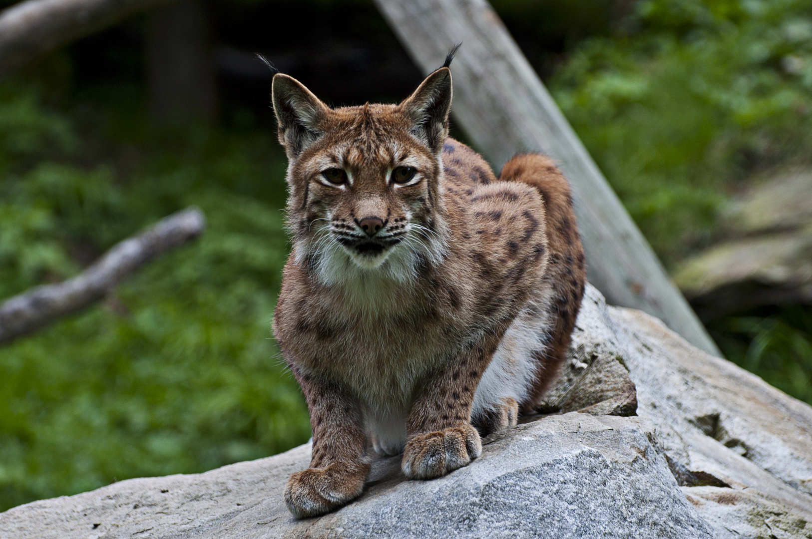 Luchs