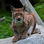 Luchs