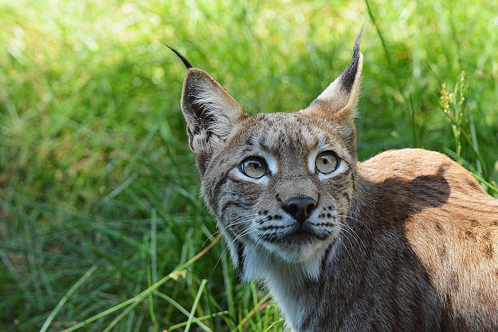 Luchs-Dame Diana