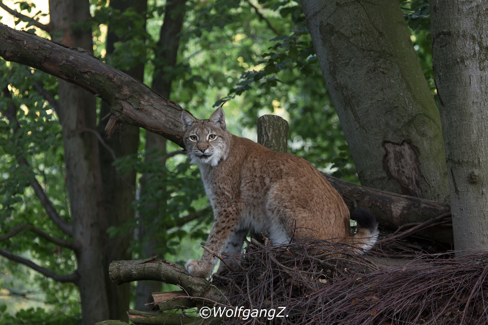 Luchs