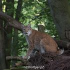 Luchs