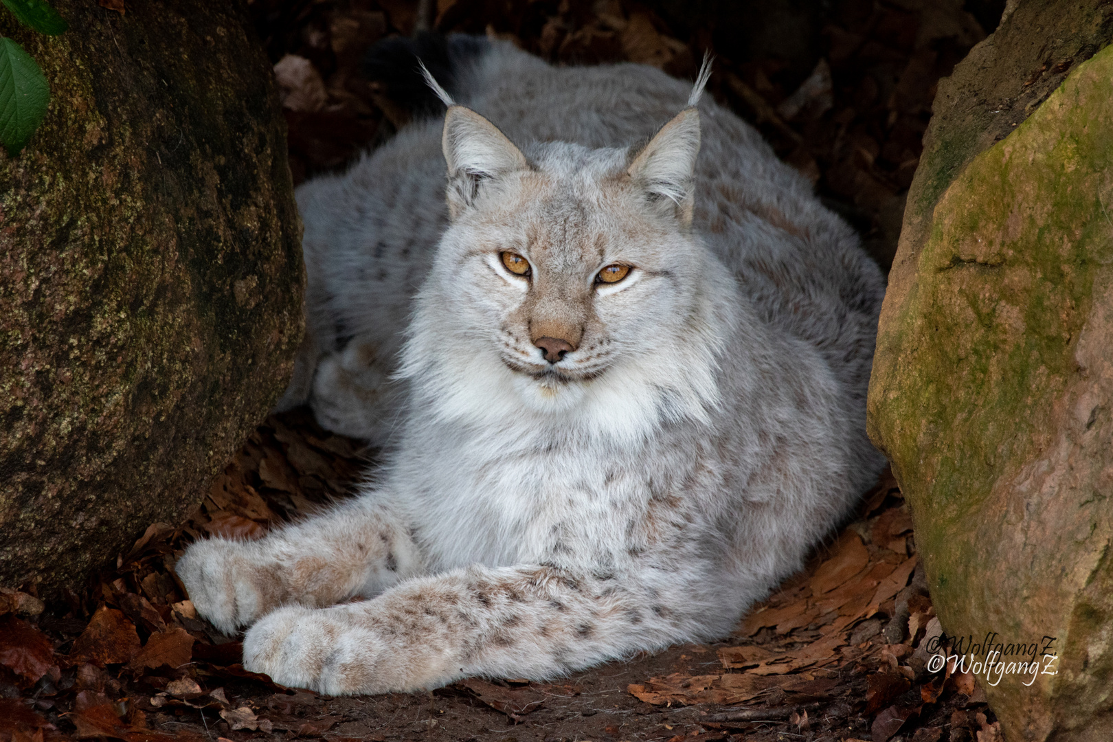 Luchs