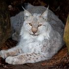 Luchs