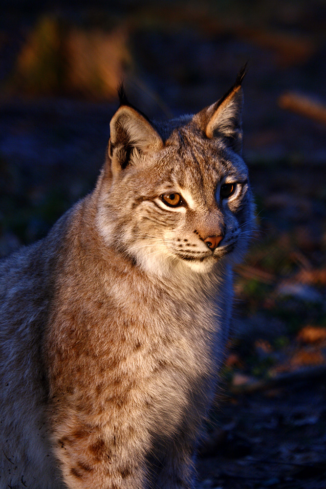 Luchs