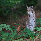 Luchs