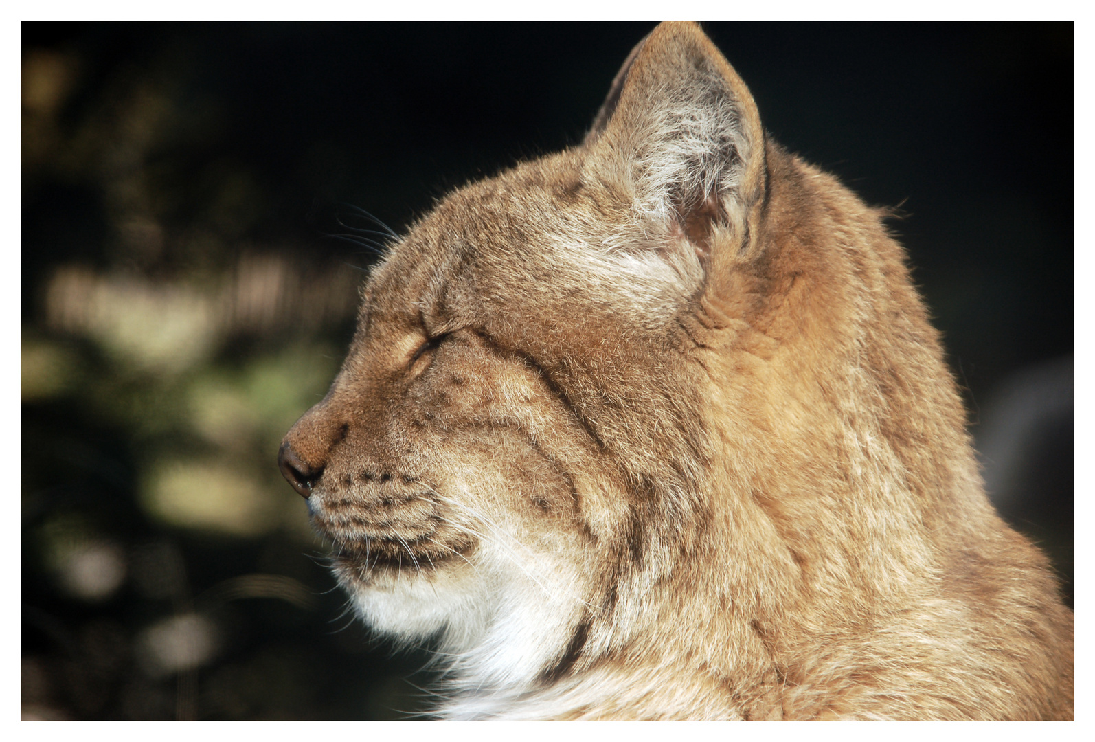 Luchs