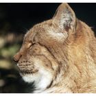 Luchs