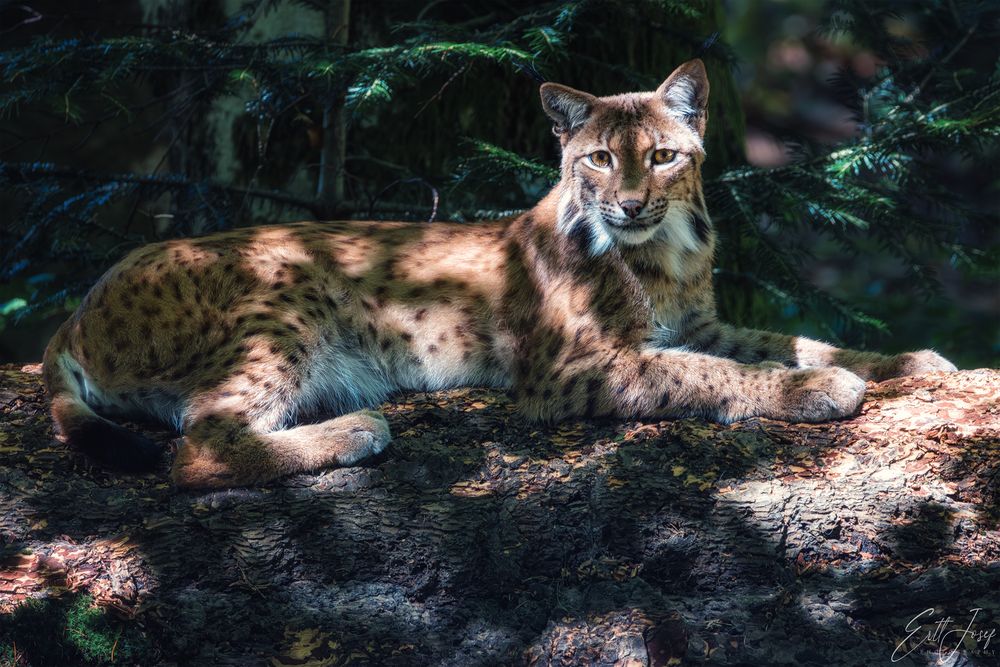 Luchs