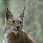 Luchs