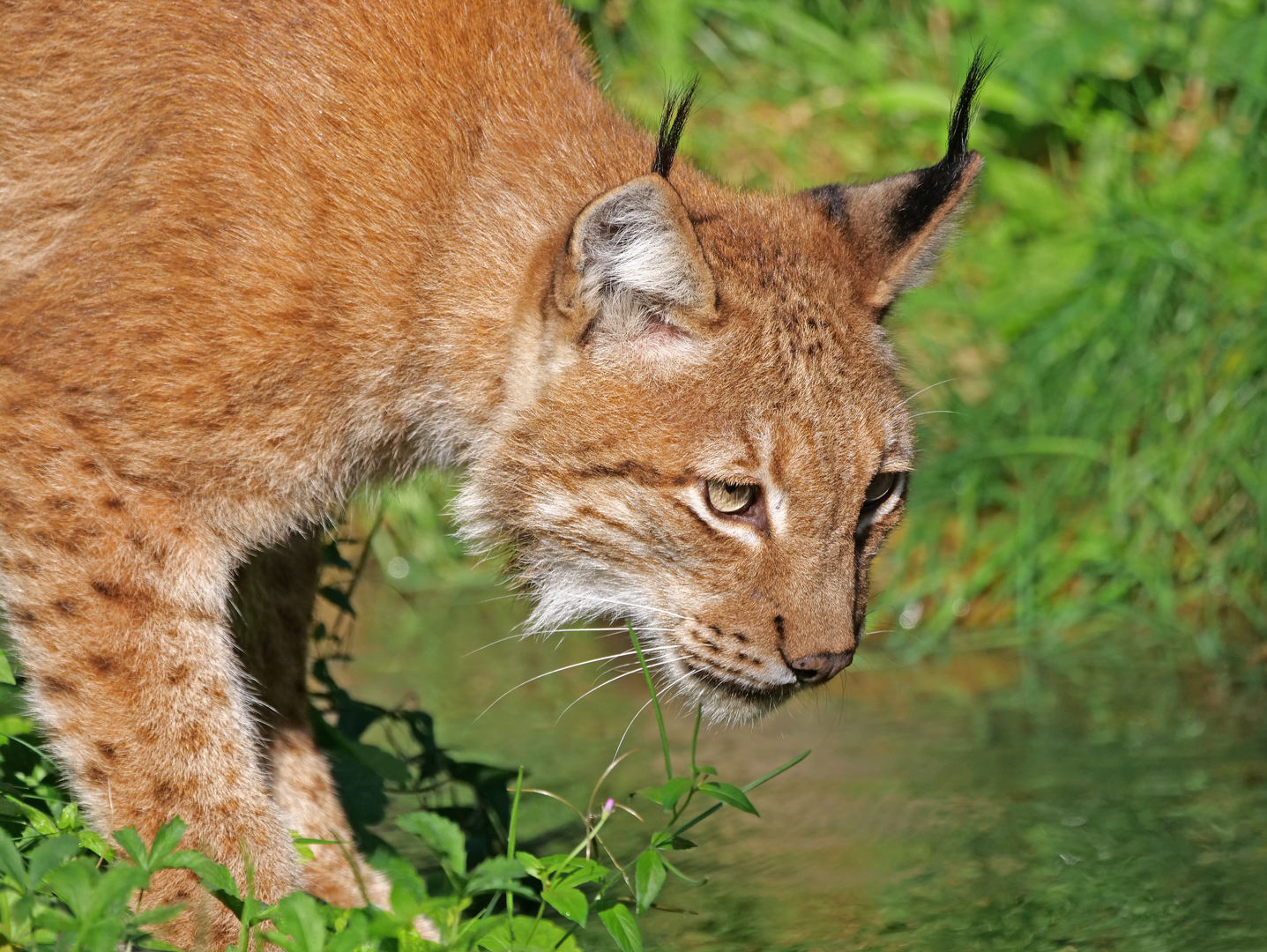 Luchs