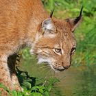 Luchs