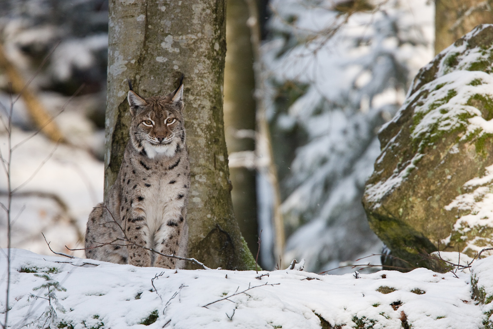 Luchs