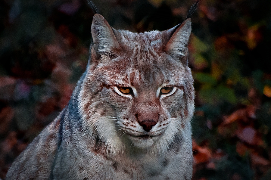 Luchs