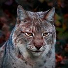 Luchs