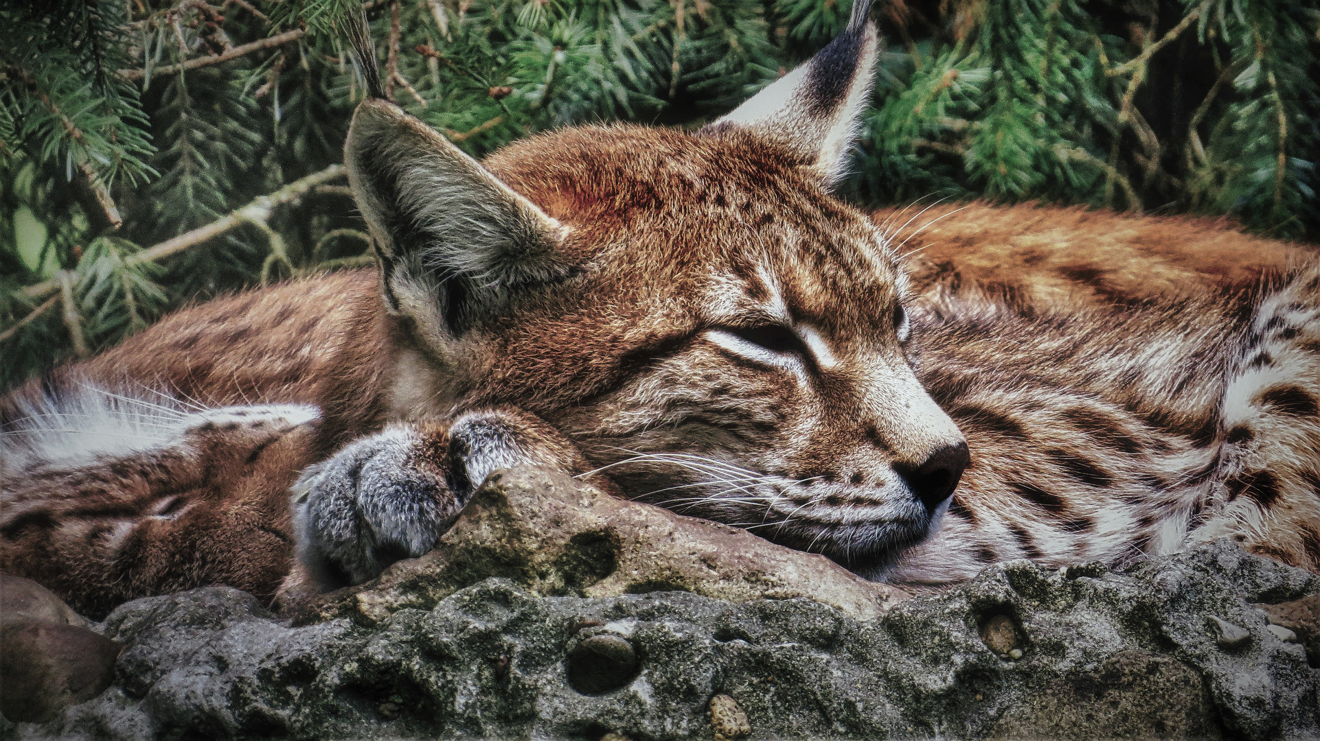 Luchs