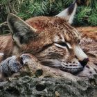 Luchs