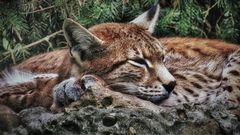 Luchs