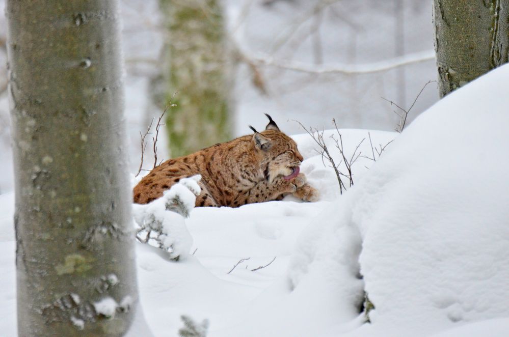 Luchs