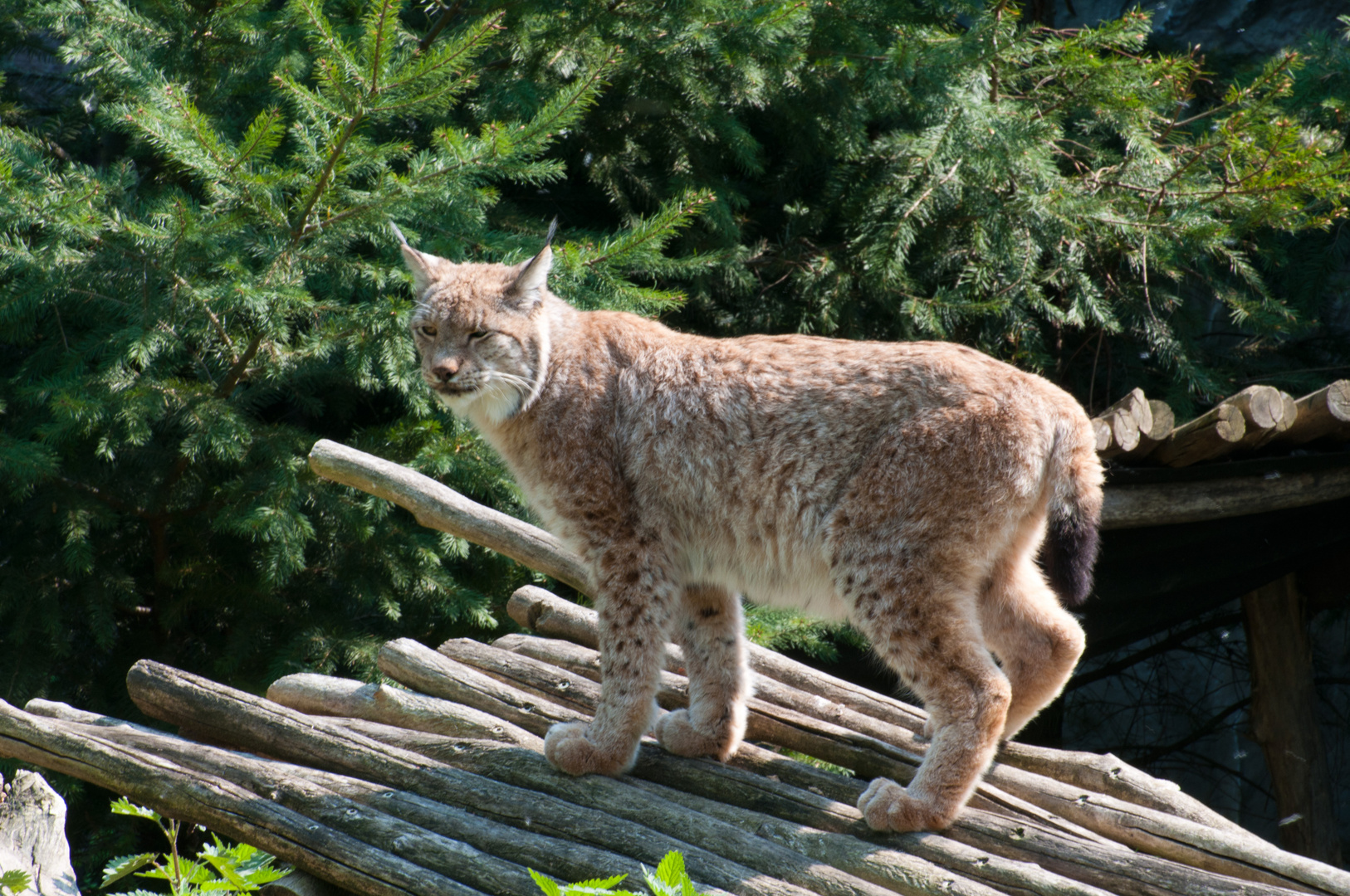 Luchs