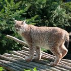 Luchs