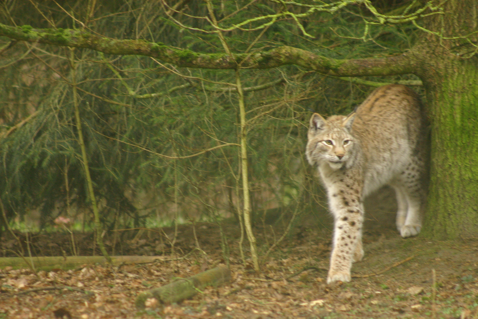 Luchs