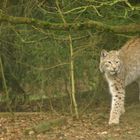 Luchs