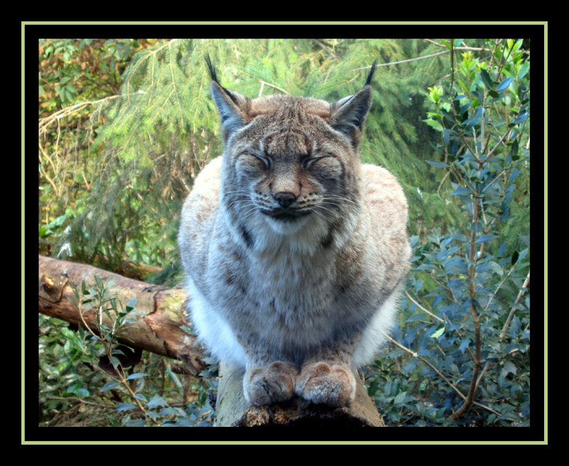 Luchs von spikesch