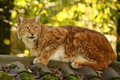 Luchs