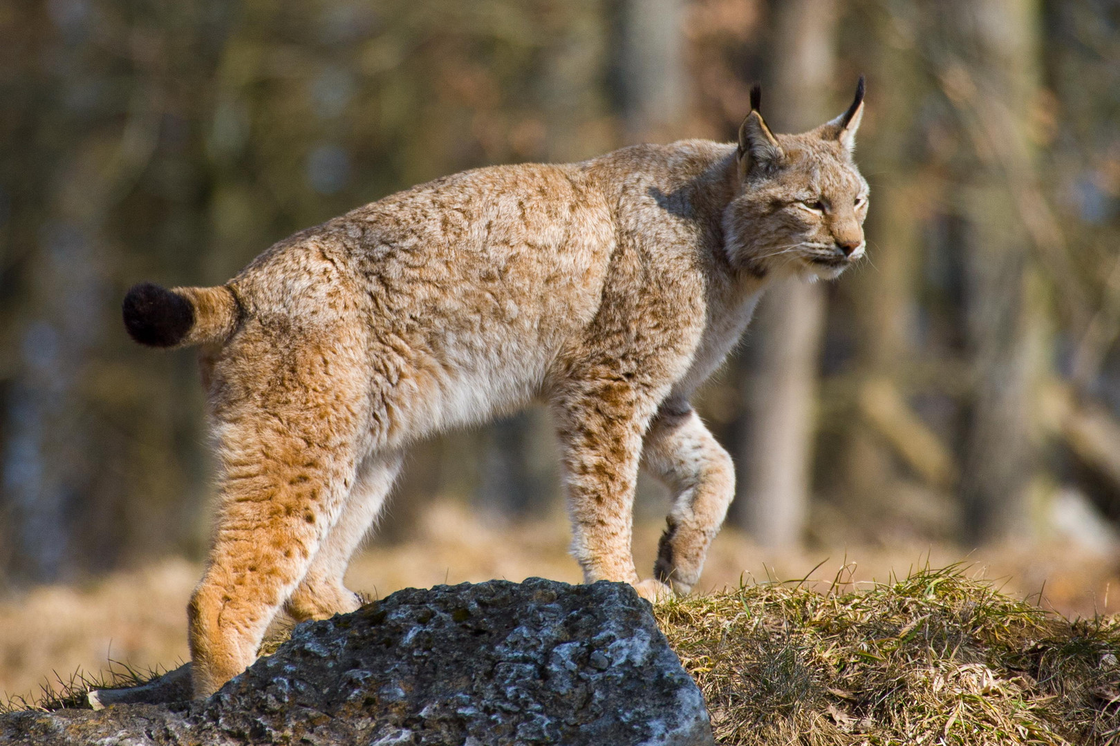 Luchs, den Ausguck erreicht