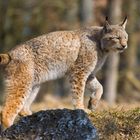 Luchs, den Ausguck erreicht