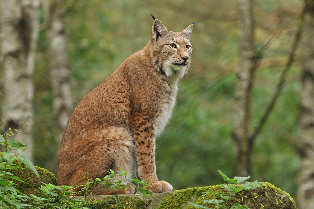 Luchs – Desinteresse