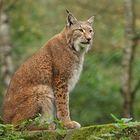 Luchs – Desinteresse