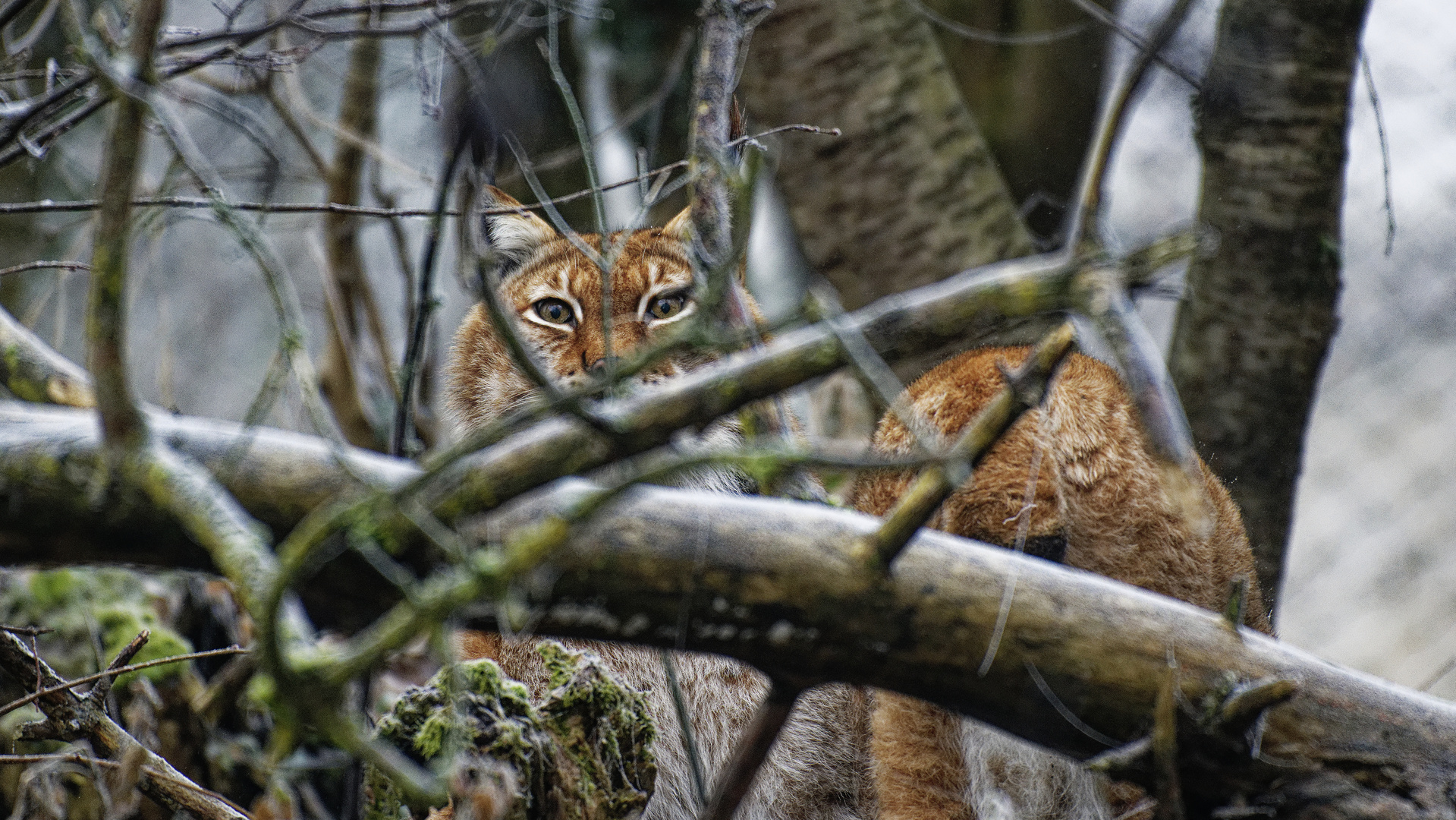 Luchs