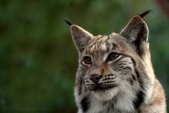 ... Luchs ...